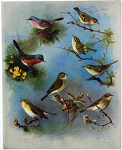 British Birds by Archibald Thorburn (1918)